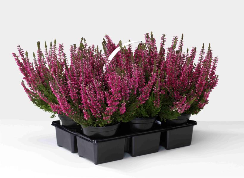 Calluna