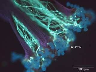[Bild: Pollenschlauchwachstum]